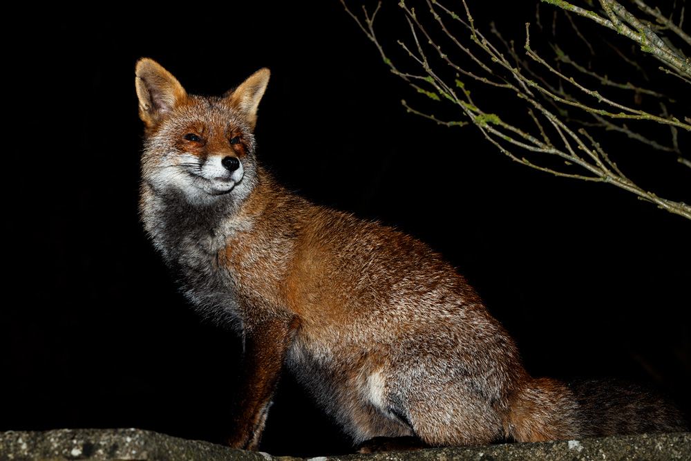 0101210101212515.jpg - Wolfy around the garden