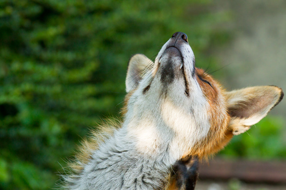 0102133005129663.jpg - Fox (Vulpes vulpes) scratching its neck.