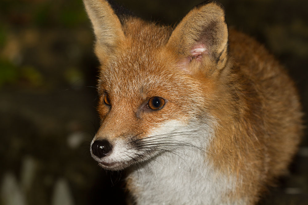 0102143001149025.jpg - Fox in garden after rain