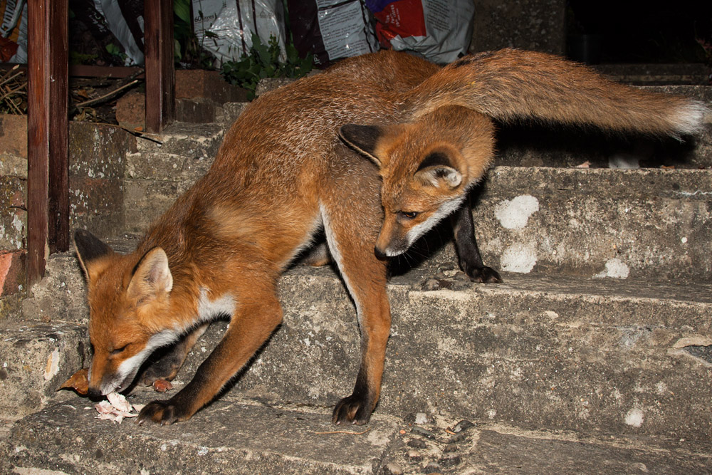 0102162706108350.jpg - Two fox cubs on garden steps