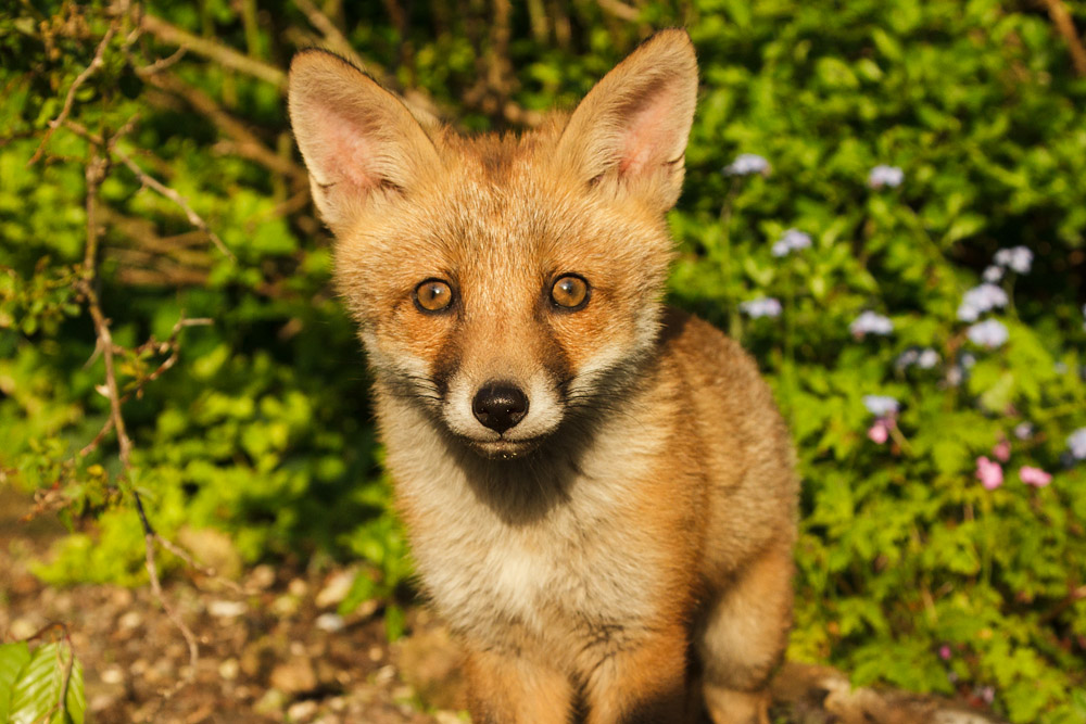 0102172505138522.jpg - Fox cub in sunshine