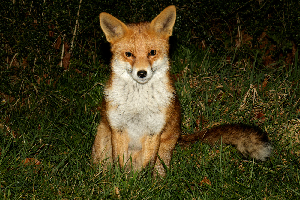 0102183101185196.jpg - Pretty Vixen in the long grass