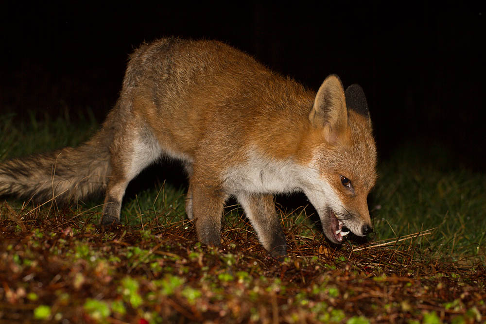 0103142802143596.jpg - Fox in garden
