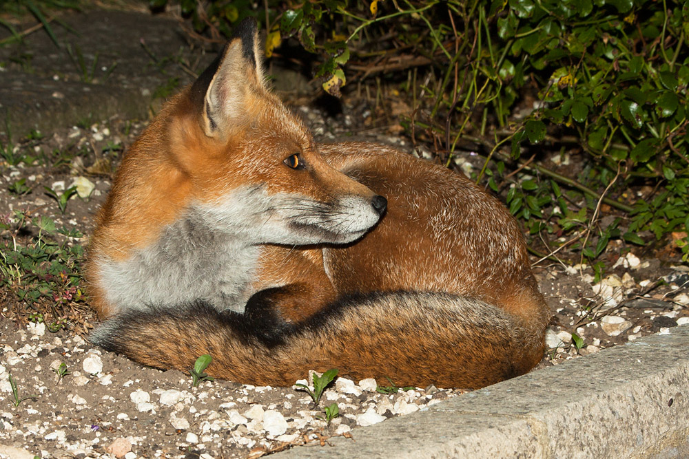 0103162308090755.jpg - Vixen relaxing