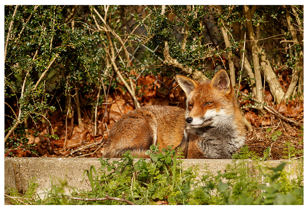 0103242702243405.jpg - Lopa in the sun