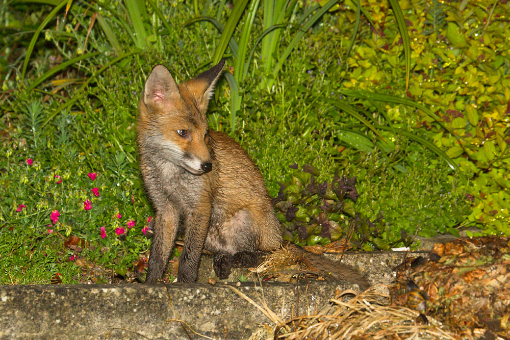 0104130206121060.jpg - Fox cub (Vulpes vulpes) sitting on a low wall after the rain.