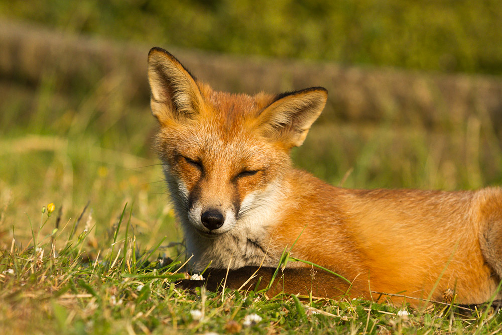 0104151707132095.jpg - Fox cub in sunshine