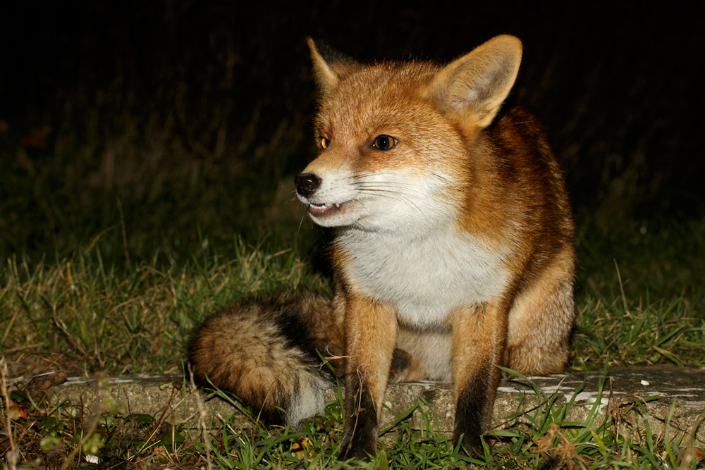 0104180602185665.jpg - Pretty Vixen