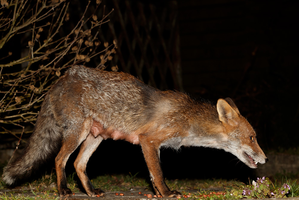 0104190104190764.jpg - Wolfy (vixen) at night
