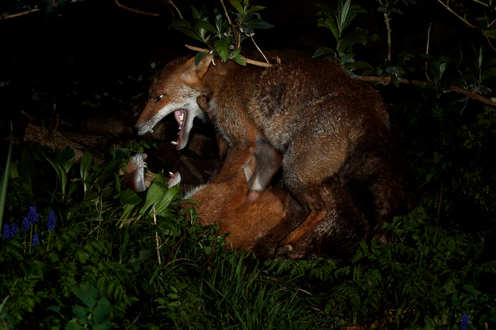 0104213103216056.jpg - Wolfy attacking Stumpy
