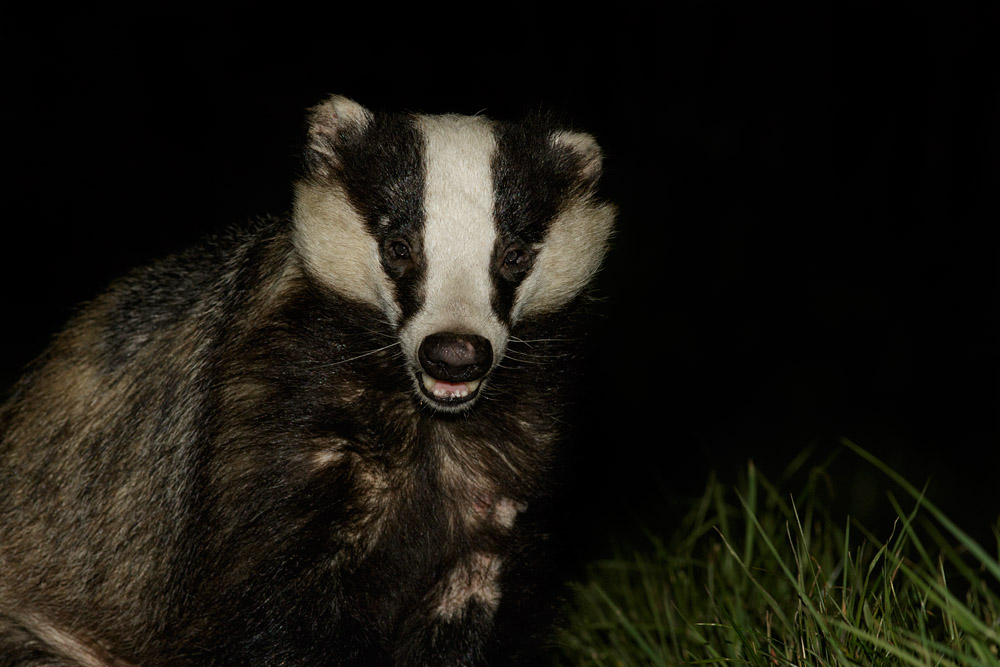 0105152904159390.jpg - Badger in garden