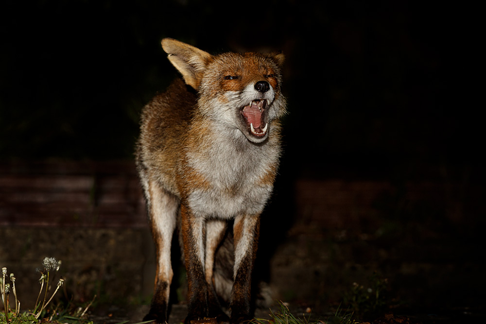 0105200205207724.jpg - Wolfy the vixen
