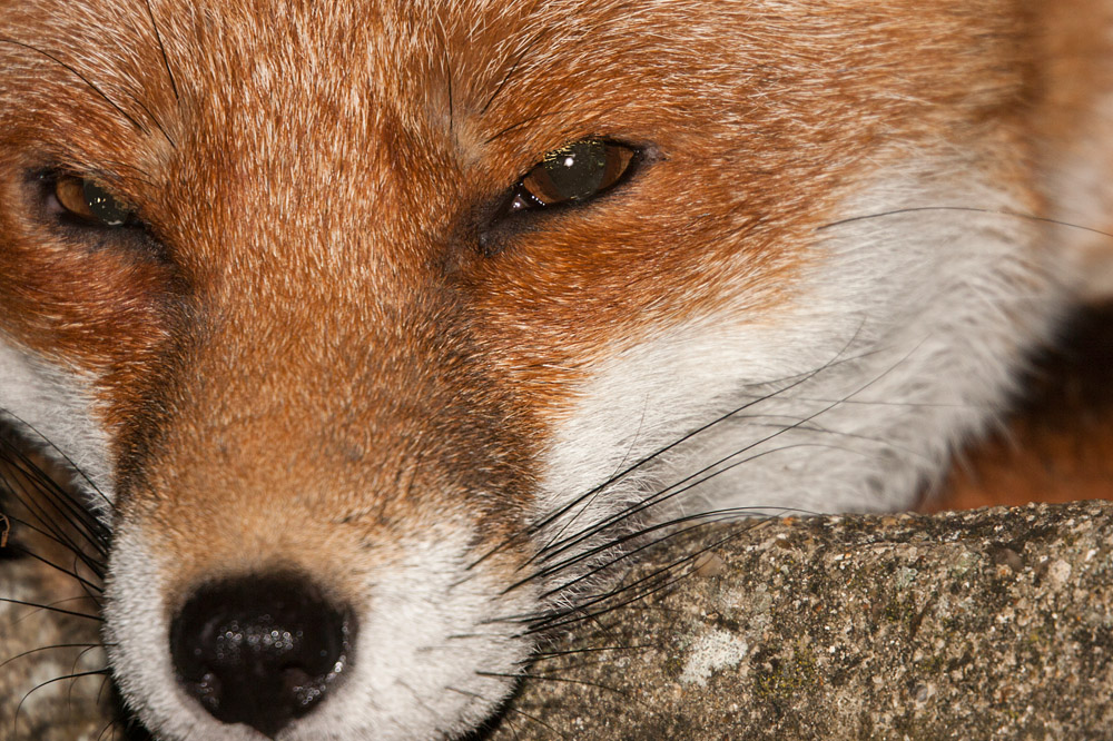 0106162910099217.jpg - Fox resting head on wall