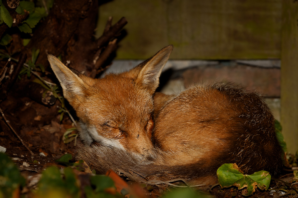 0106190106190513.jpg - Wolfy sleeping