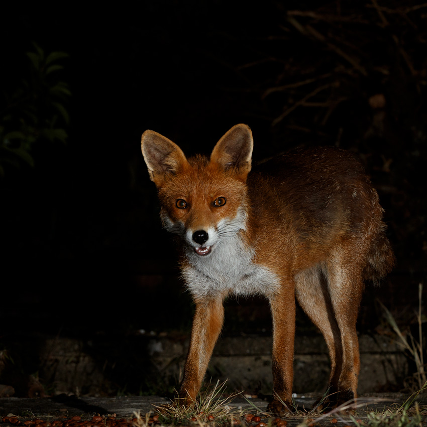 0106200106202672.jpg - Stumpy, the young male