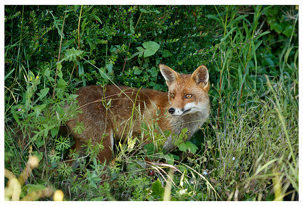 0106230106232925.jpg - Lopa in an overgrown part of the garden