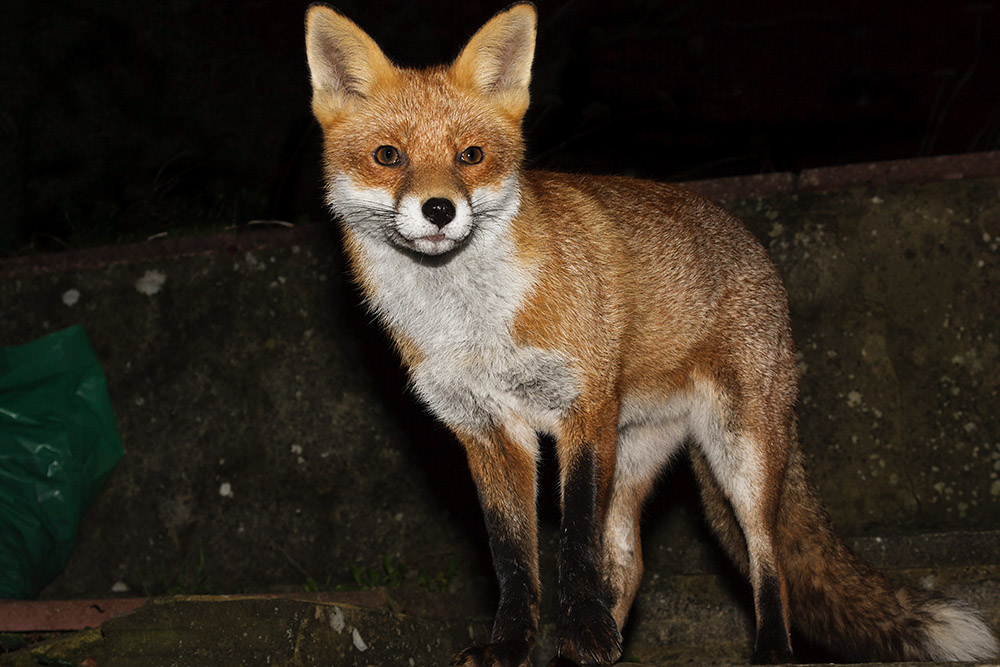 0107161511091194.jpg - Fox standing proud