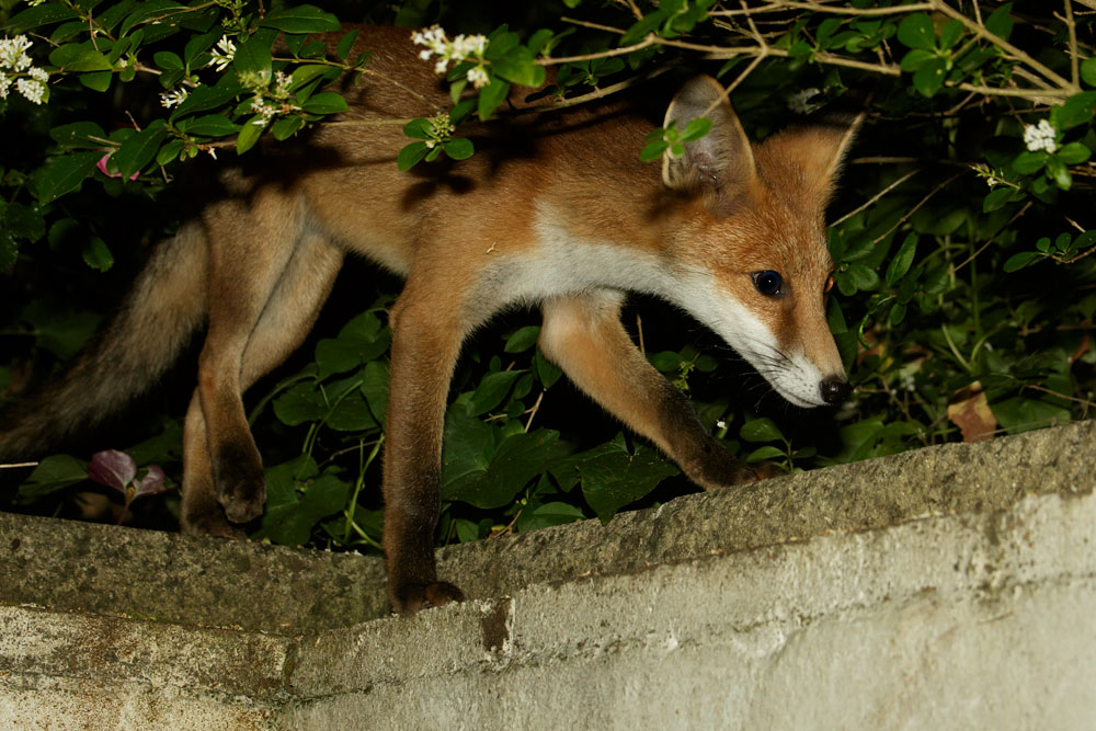 0107170207174906.jpg - Fox cub on wall