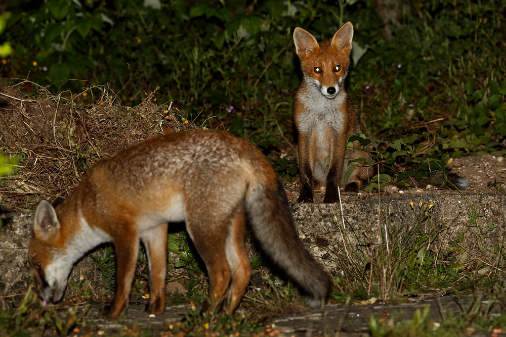 0107193006198863.jpg - Little Vixen and Butch