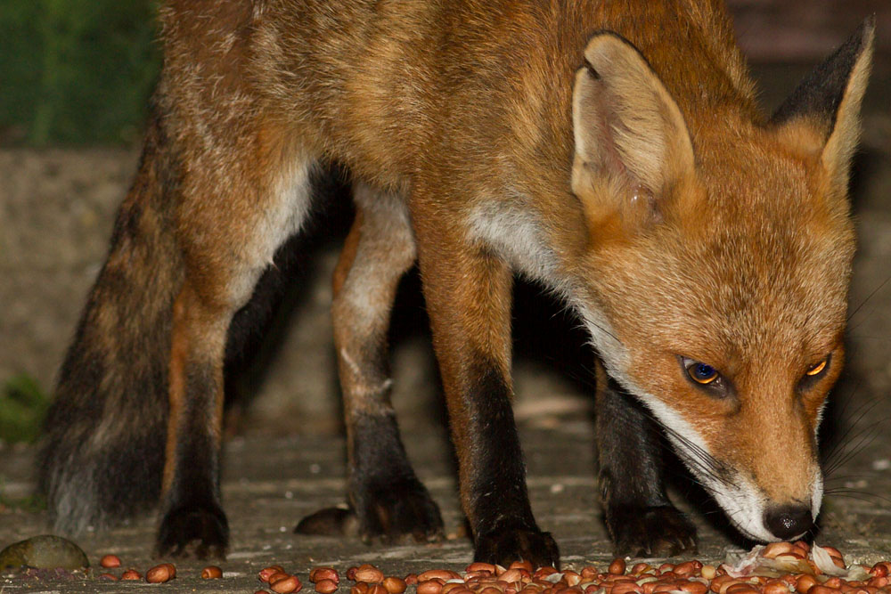 0108142907142762.jpg - Fox with nicked ear  eating in suburban garden
