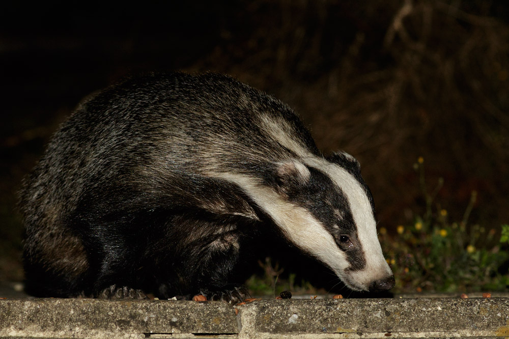 0108153007150684.jpg - Badger in garden