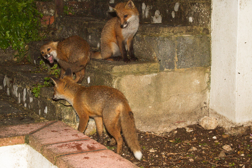 0109151106133974.jpg - Three fox cubs by the steps