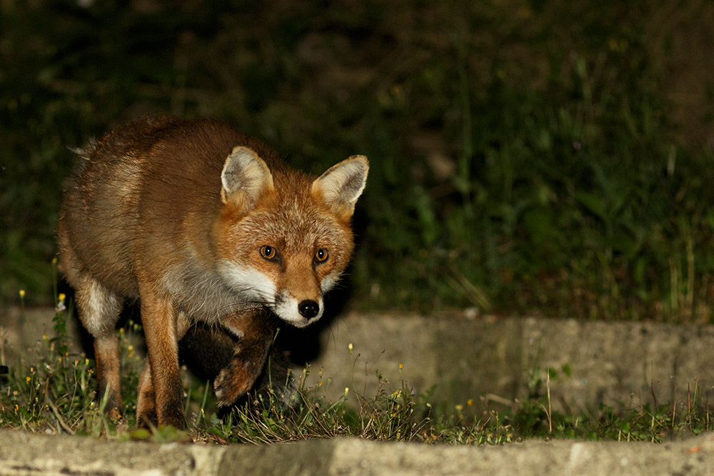 0109163108162091.jpg - Fox in garden