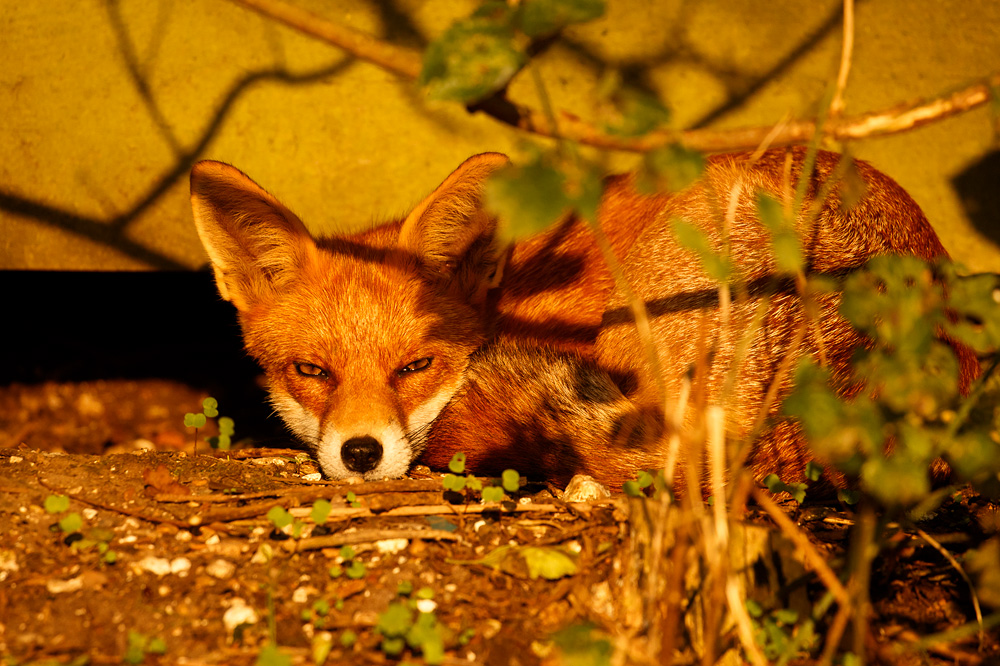 0109183108183237.jpg - Pretty Vixen in the sunshine