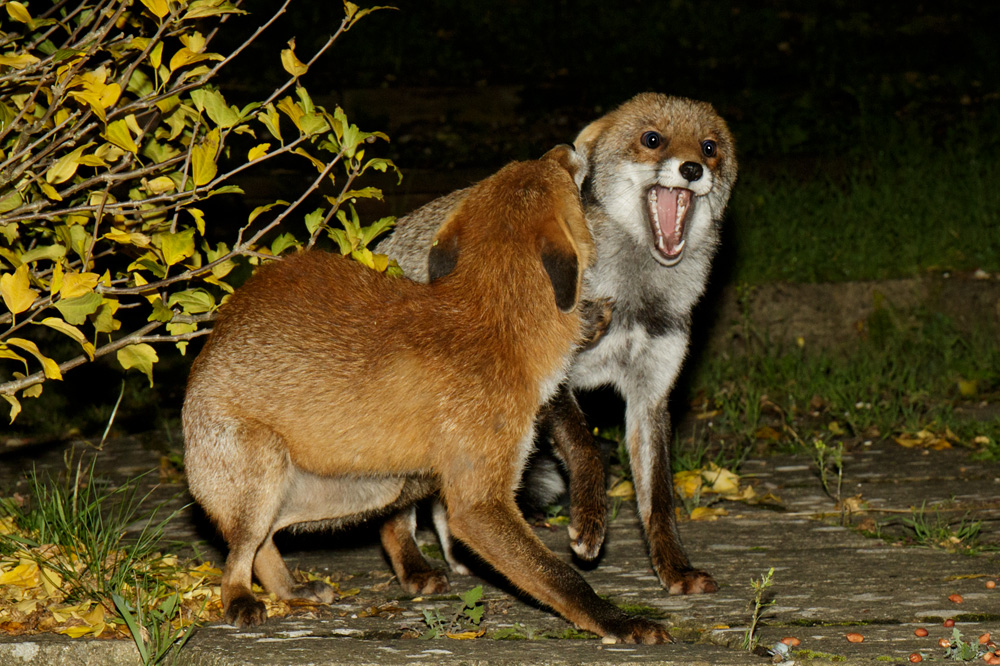 0110173009178504.jpg - Pretty Vixen and young male (Long Nose)