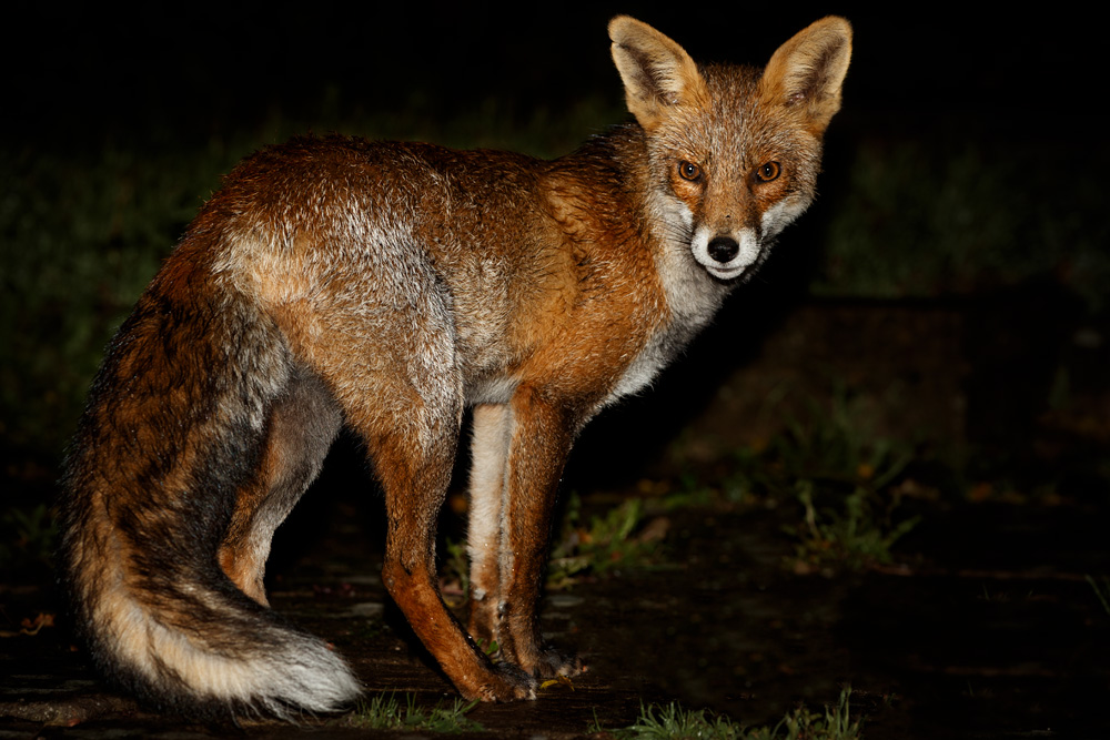 0110190110199426.jpg - Wolfy at night
