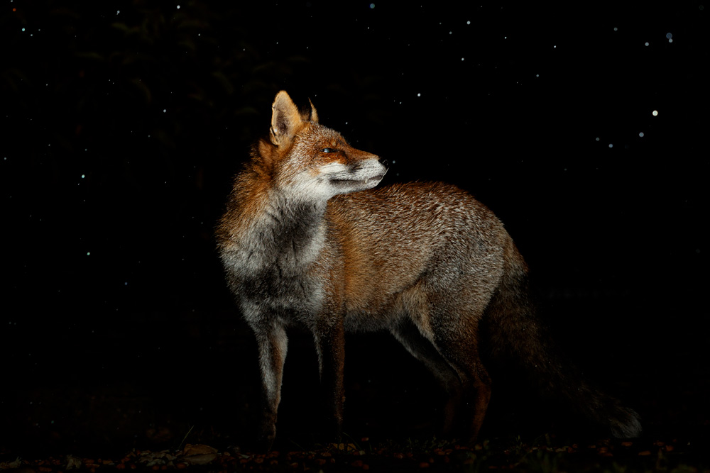 0110200110207433.jpg - Wolfy in the rain