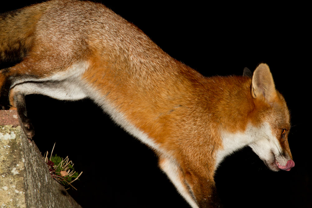 0111123110121558.jpg - Male fox (Vulpes vulpes) in thick winter pelt leaping from a wall.
