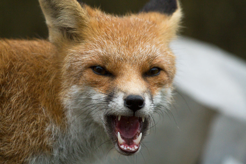 0111133110134449.jpg - Portrait of young fox