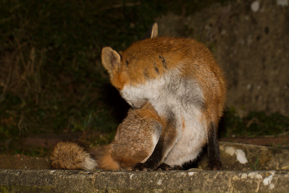 0111140503144331.jpg - Fox grooming itself