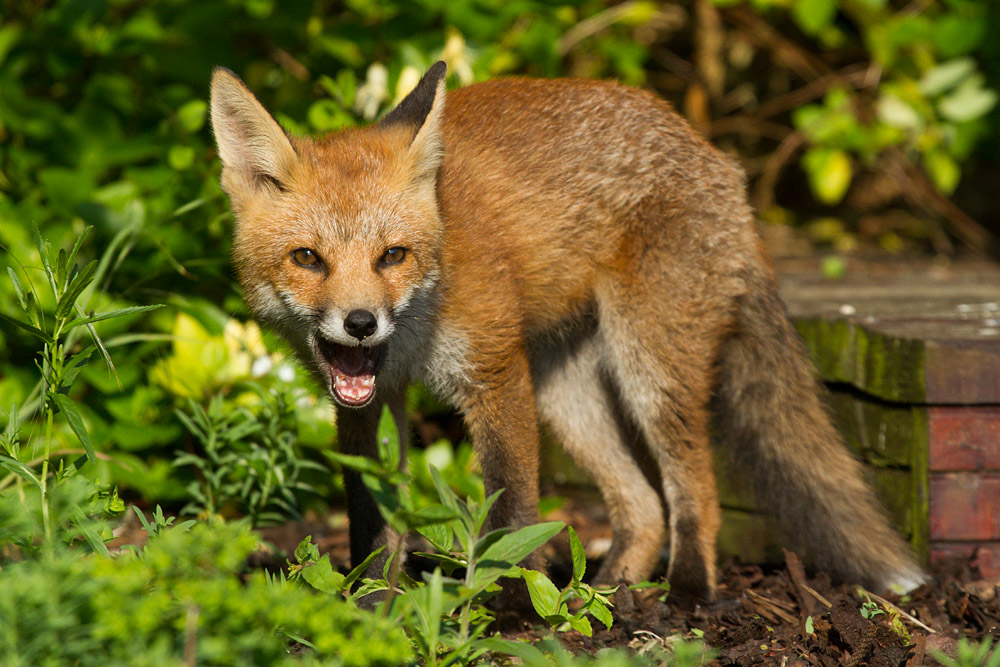 0111150607139048.jpg - Fox cub by wooden platform