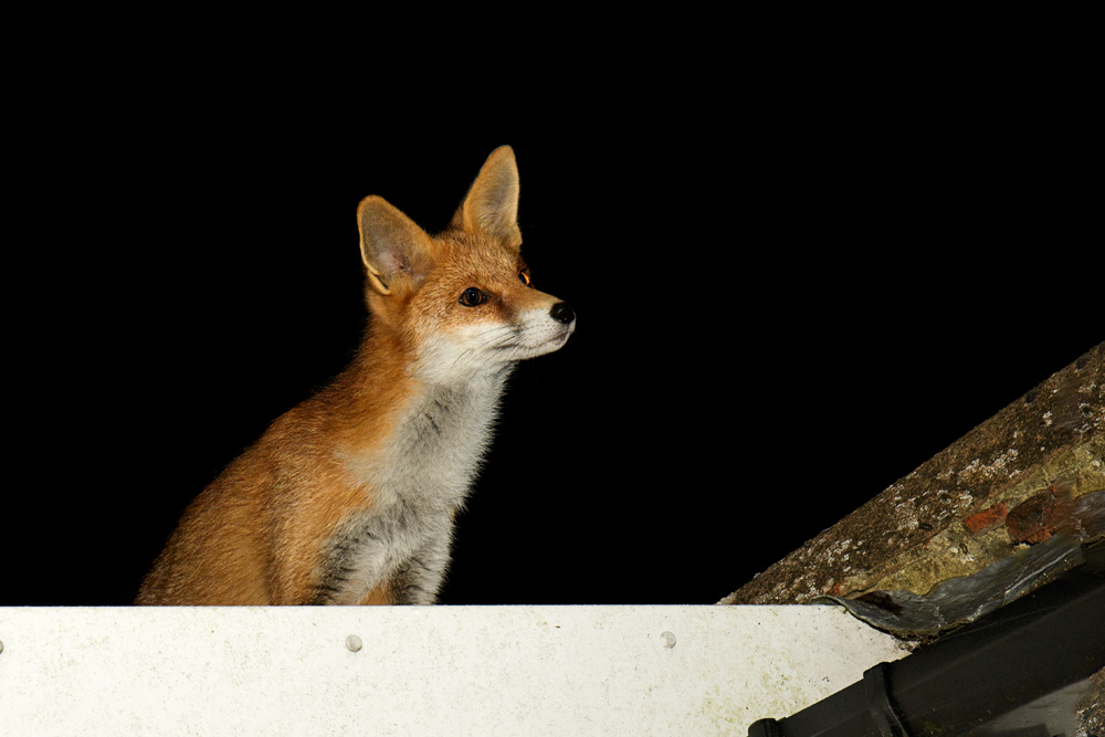 0111170111170705.jpg - Pretty Vixen on garage roof