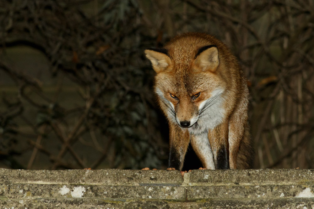 0112163011168507.jpg - Fox in the garden