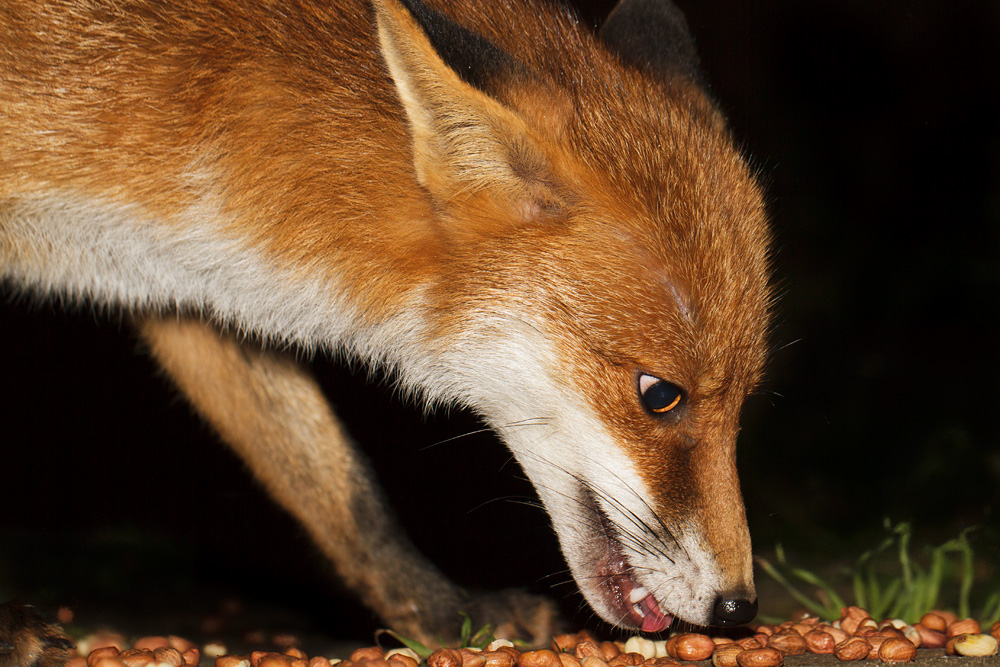 0112173011176466.jpg - Portrait of Pretty Vixen