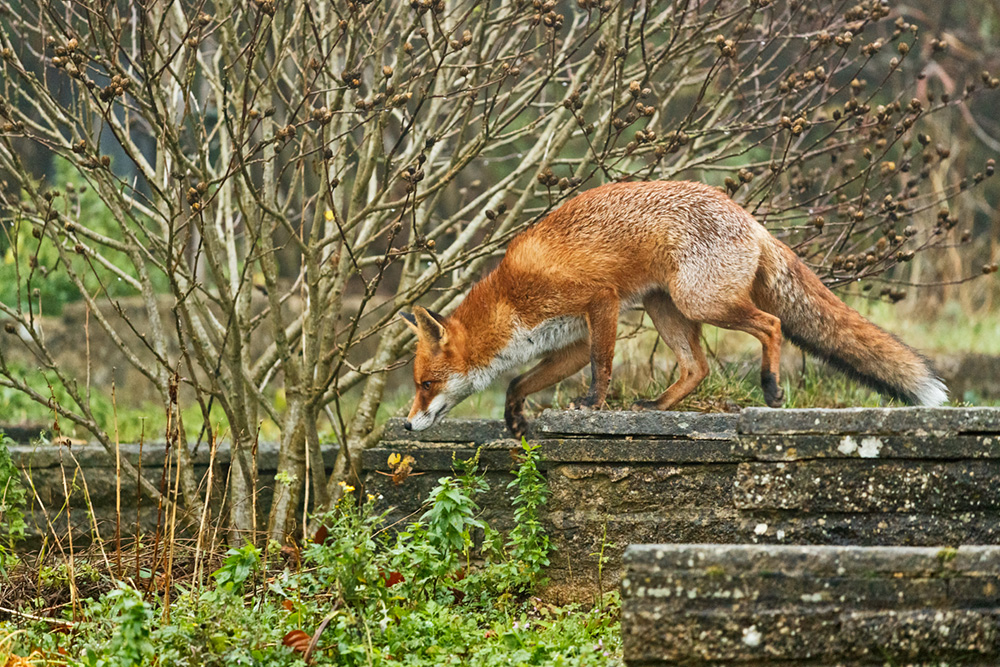 0112180112189999.jpg - Pretty in the garden on a wet and misty afternoon