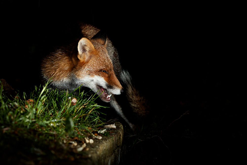 0112210112215460.jpg - Lupa at night