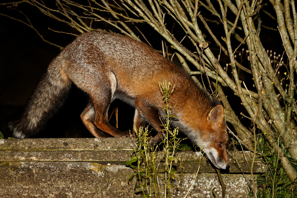 0201190201195758.jpg - Wolfy in the garden at night