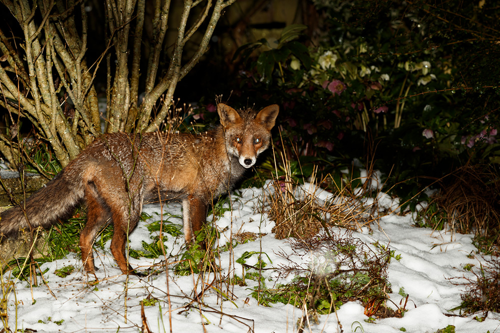 0202190202190338.jpg - Wolfy in the snow