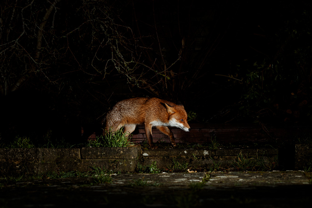 0202213001213277.jpg - Stumpy around the garden