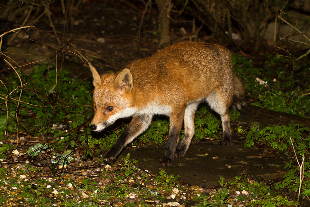 0203140103143605.jpg - Fox in garden