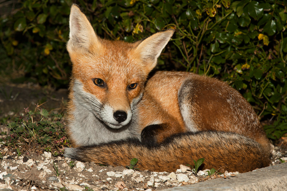 0203162308090727.jpg - Vixen relaxing