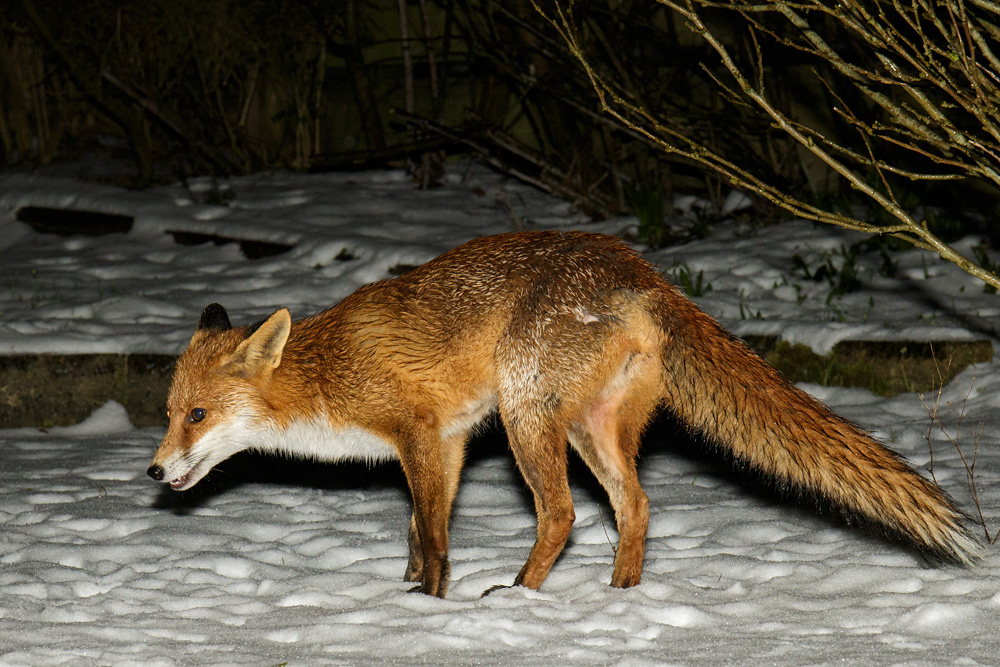 0203180203189007.jpg - Pretty VIxen in the snow