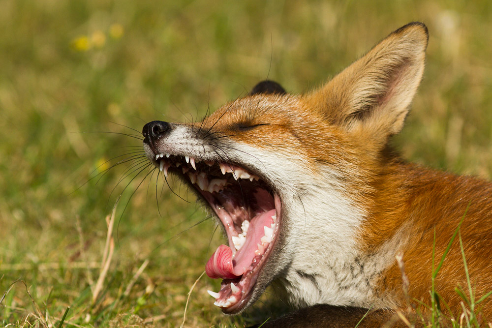 0204151807132553.jpg - Fox cub yawning
