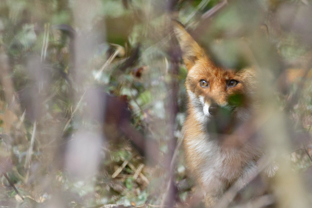 0204163103160648.jpg - Fox on the University of Brighton Moulsecoomb campus