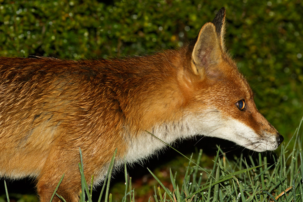 0204180204180363.jpg - Pretty Vixen  after the rain