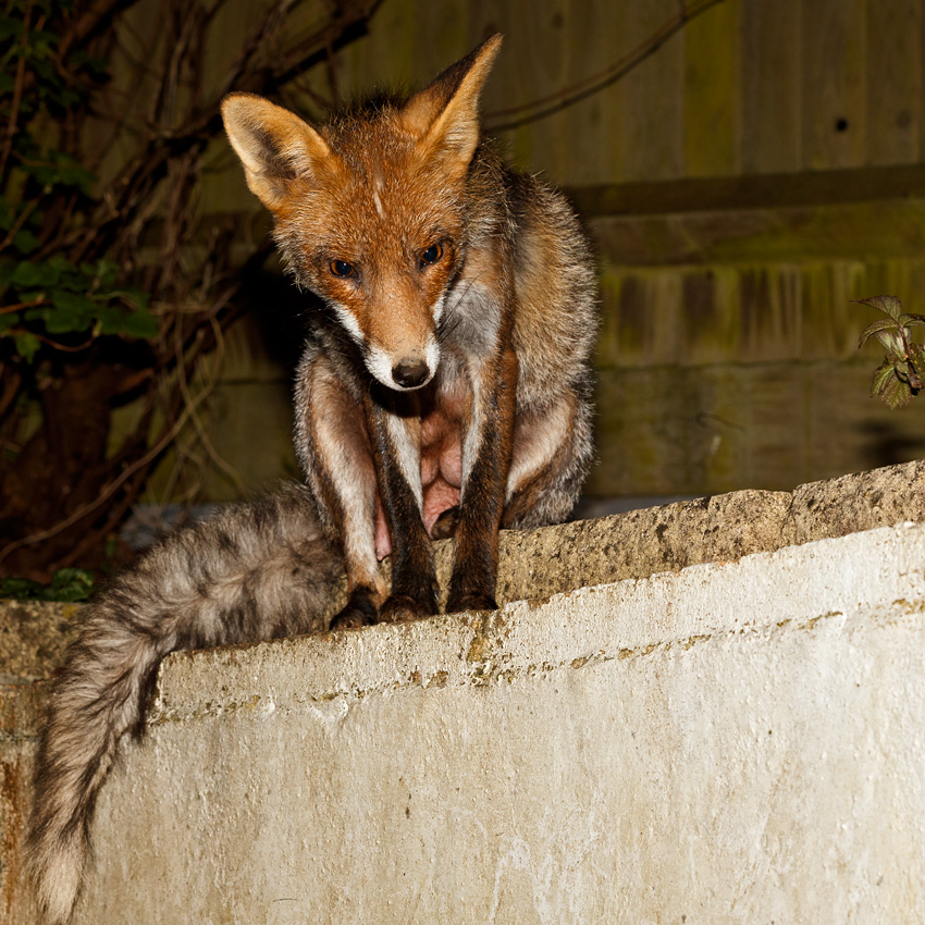 0204190204190788.jpg - Wolfy (vixen) at night